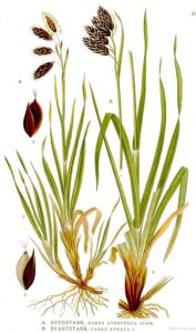 Carex atrofusca