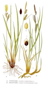 Carex nigra subsp. nigra