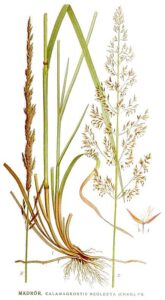 Calamagrostis neglecta
