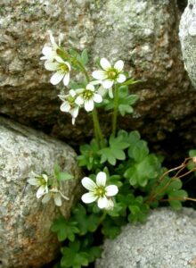 Saxifraga carpatica
