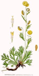 Artemisia norvegica