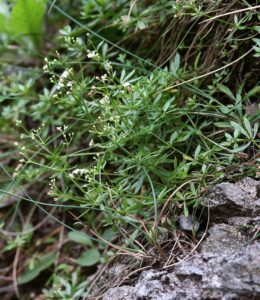 Galium sudeticum