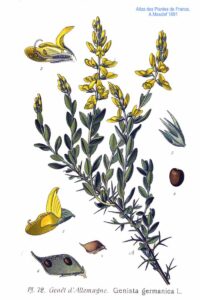 Genista germanica