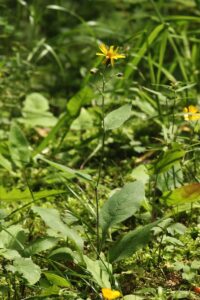 Hieracium juranum subsp. juranum