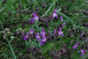 Salvia pinnata