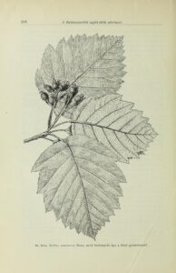 Sorbus semiincisa