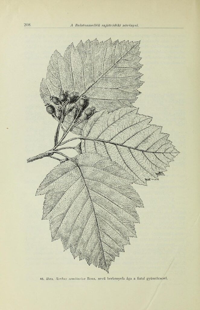 Sorbus semiincisa