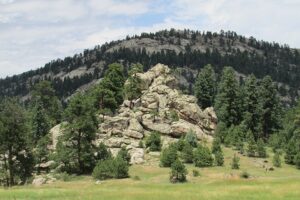Verbascum thapsus subsp. thapsus