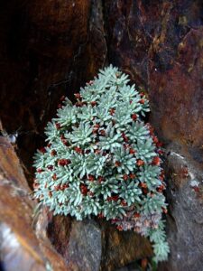 Androsace vandellii