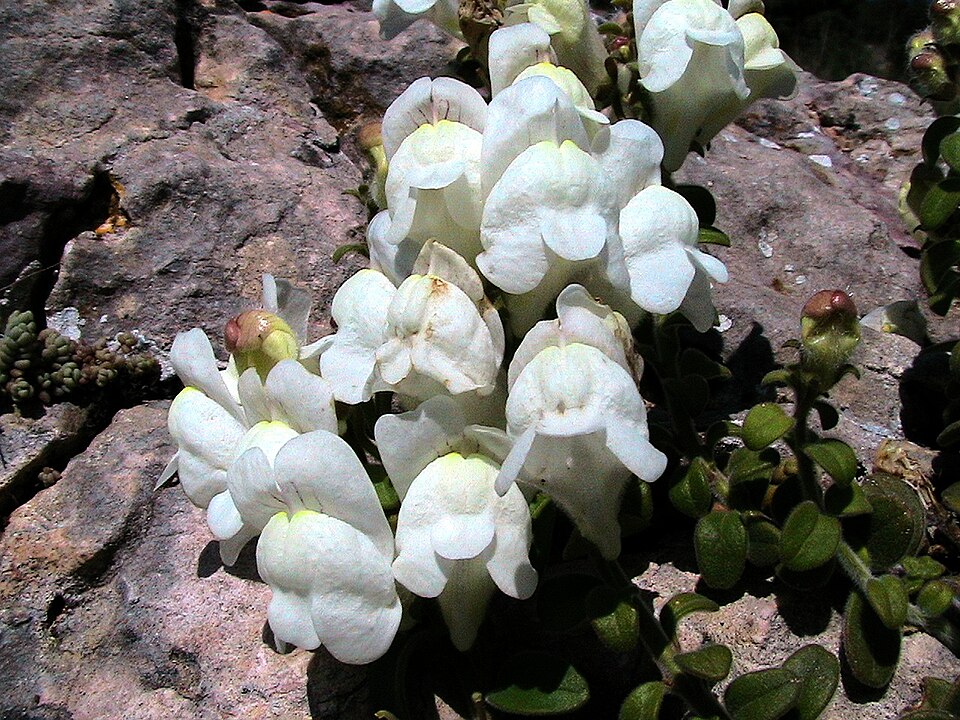 Antirrhinum molle