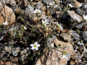 Arenaria conimbricensis