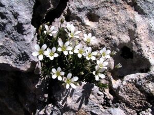 Arenaria grandiflora