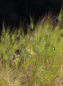 Taeniatherum