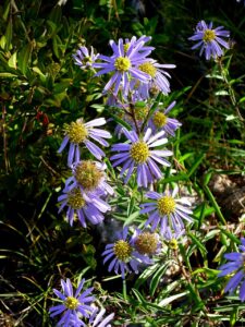 Aster willkommii