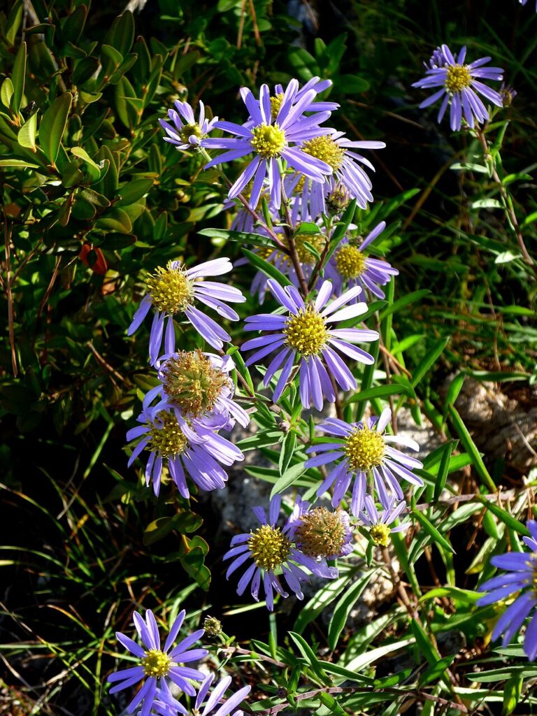 Aster willkommii