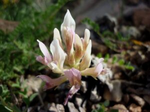 Astragalus incanus