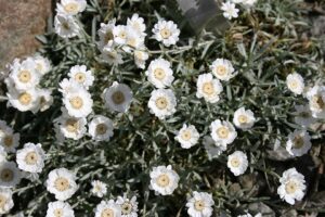 Achillea cretica