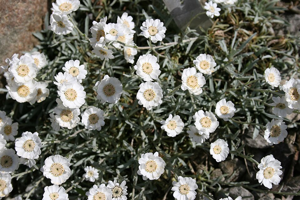 Achillea cretica