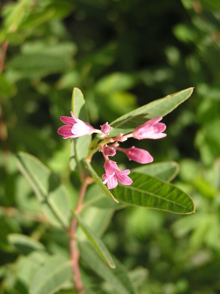 Apocynum venetum subsp. venetum