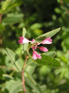 Apocynum venetum subsp. venetum