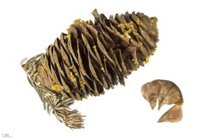 Abies alba