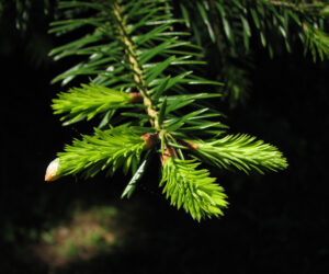 Abies × borisii-regis