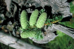 Abies grandis
