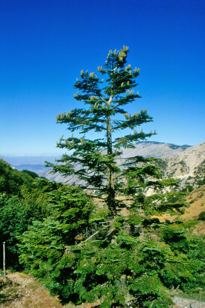 Abies nebrodensis