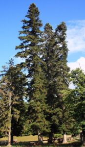 Abies nordmanniana
