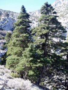Abies pinsapo