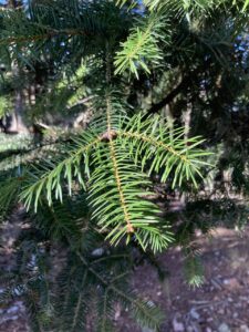 Abies cephalonica
