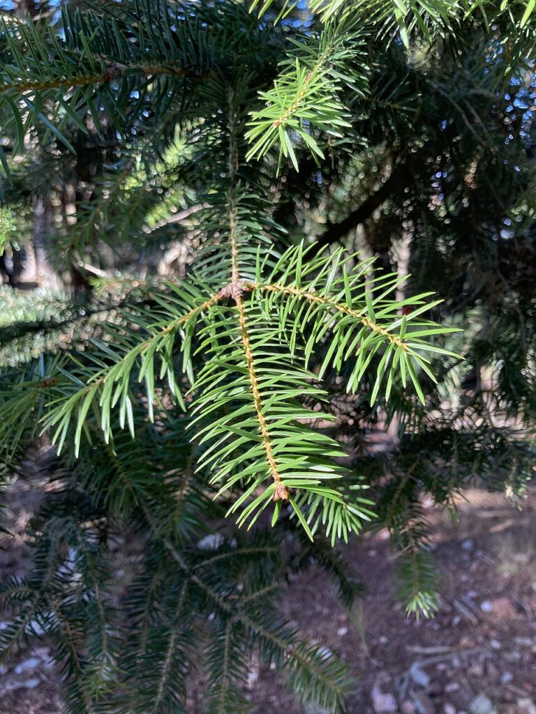 Abies cephalonica