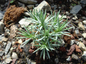 Acantholimon ulicinum