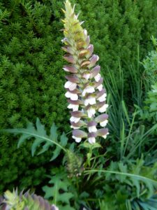 Acanthus hungaricus