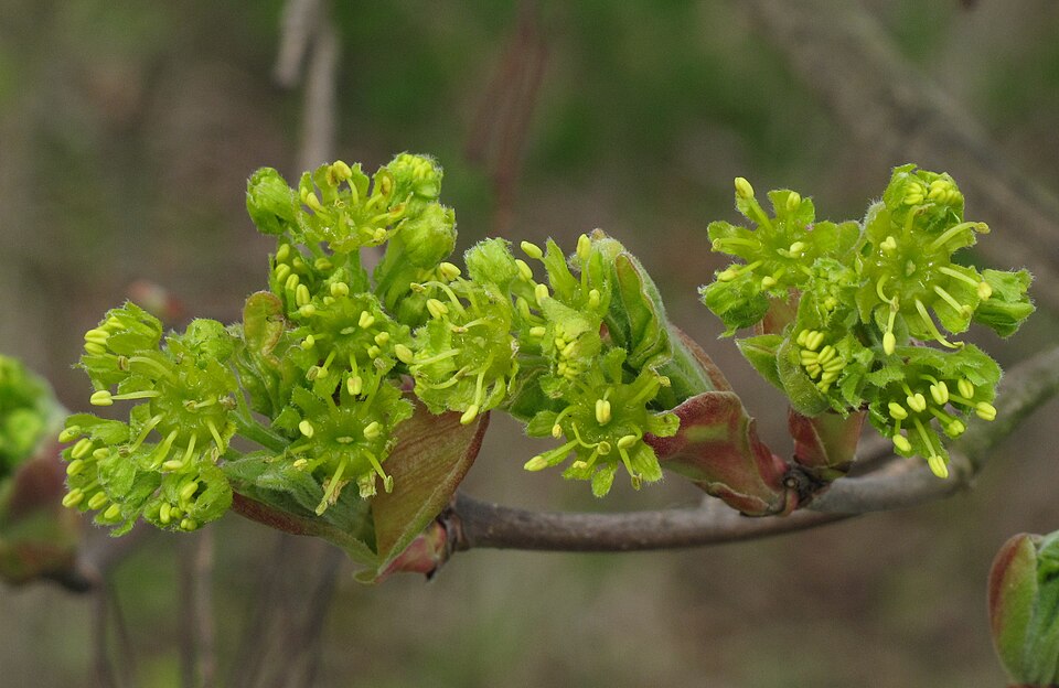 Acer campestre