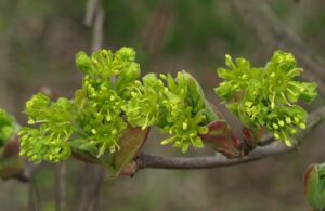 Acer campestre