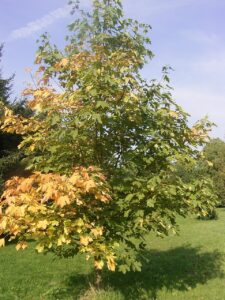 Acer heldreichii