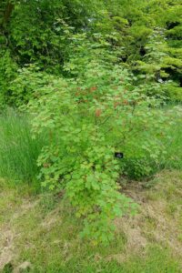 Acer hyrcanum