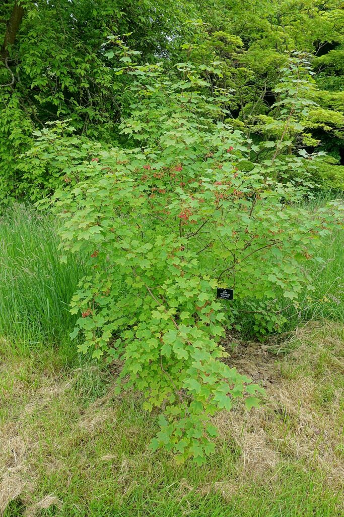 Acer hyrcanum