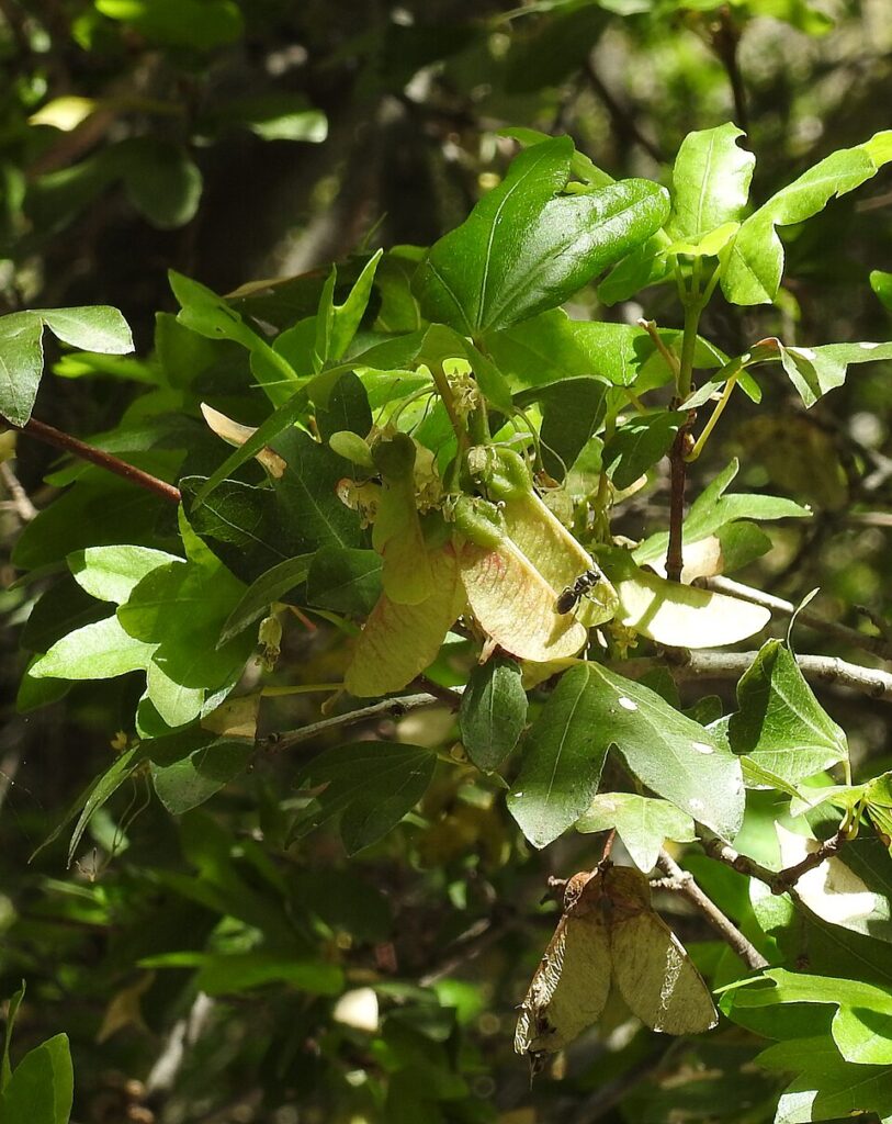 Acer sempervirens