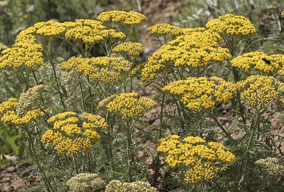 Achillea arabica