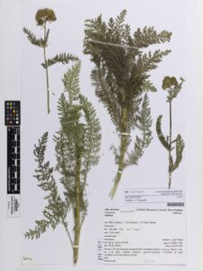 Achillea taygetea