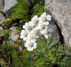 Achillea abrotanoides