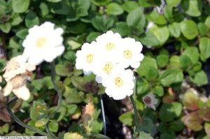 Achillea ageratifolia