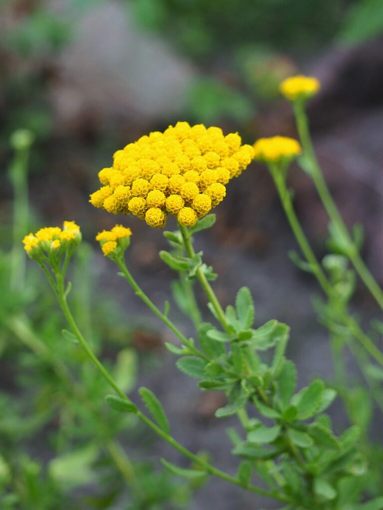 Achillea ageratum