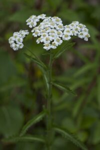 Achillea alpina subsp. alpina
