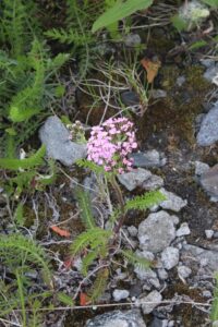 Achillea apiculata