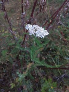 Achillea asiatica