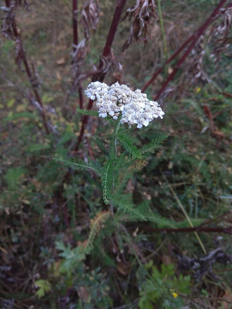 Achillea asiatica
