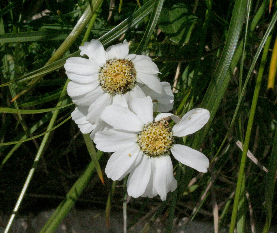 Achillea barrelieri